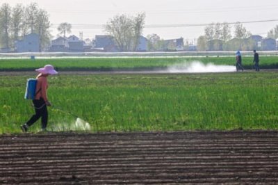 专治芦苇和茅草用哪种除草剂，可以使用高效氟吡甲禾灵