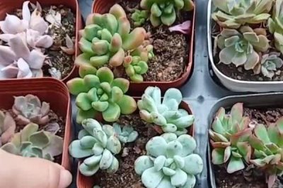 多肉砍头后怎么养，需及时在伤口处涂抹专用愈合粉末