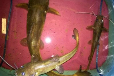 江鼠的产地,广泛分布在长江至珠江各水系