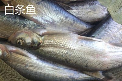 白条鱼和红翅子鱼的区别,白条鱼的体背为青灰色、红翅子鱼背部呈黑灰色