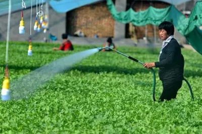 大棚蔬菜浇水技巧,谨记这四点