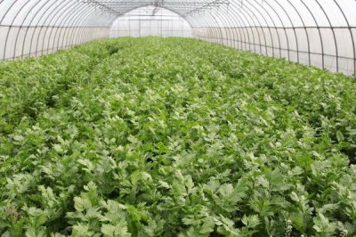 芹菜的原产地，原产于地中海沿岸的沼泽地带