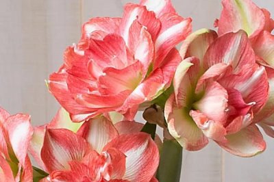 朱顶红好不好养,属于易养花卉品种