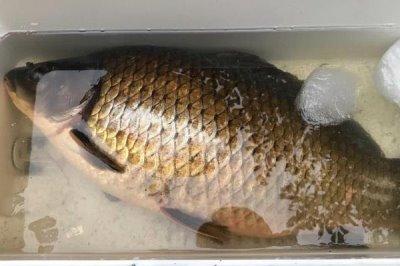 秋田狐钩钓白条鱼的效果,钩身较轻对白条鱼的垂钓效果较好