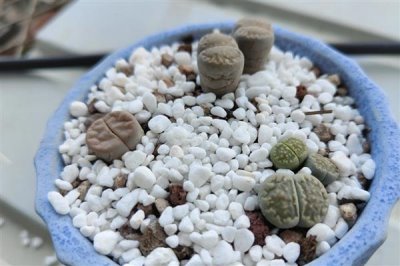 夏季如何养护生石花，适当遮阴能避免植株被晒伤