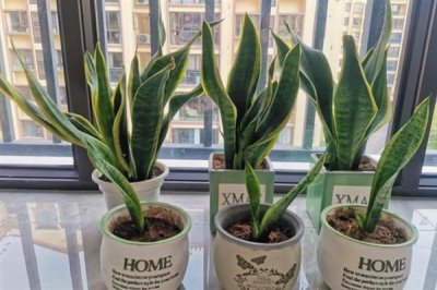 如何促使虎皮兰冒新芽，要为其提供良好的透气环境