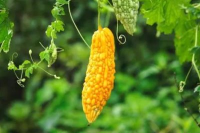 蔬菜的水培方法，可将蔬菜栽种至定植杯中、再镶嵌于浮板各孔上