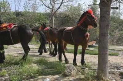 怎么养马,幼驹每天要饲喂3-4次