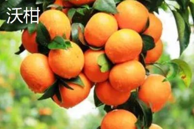 粑粑柑套袋前打什么药,要喷一次全面的杀虫、杀菌混合剂