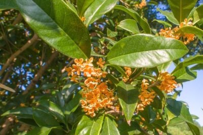 桂花树的种植技术,可播种、嫁接、扦插或压条繁殖