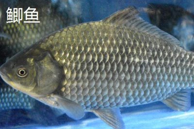 3号丸世钩能钓多大鱼,适合钓2两至半斤的鱼