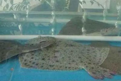 农村养多宝鱼是否赚钱,每种养殖方式的效益都不同