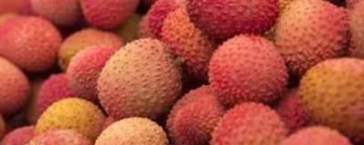 如何提高荔枝的产量,确保大部分花朵能进行授粉