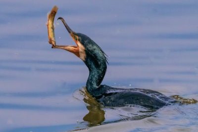 捕鱼能手是什么鸟，是指鸬鹚