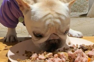 狗狗贫血的原因,可能是饮食不当或先天性疾病等原因导致的