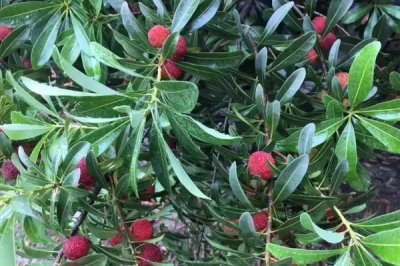 荸荠杨梅和东魁杨梅的区别，大小相差很明显