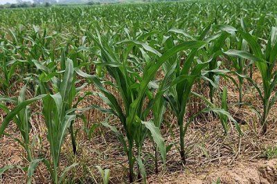 粤甜37号玉米种子特点，中抗纹枯病