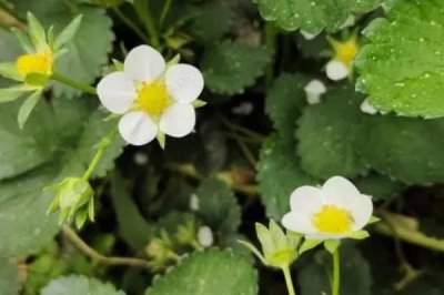 草莓开花的时间,通常为4-5月份