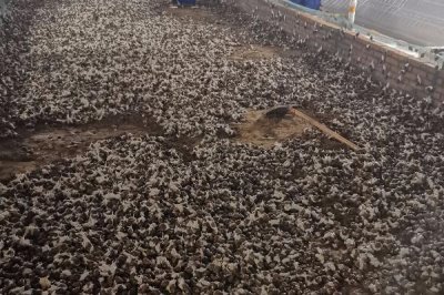 蜗牛的养殖模式,露天养殖在农村常见