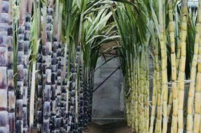 大棚甘蔗的种植方法,发现缺苗断垅情况要及时补苗