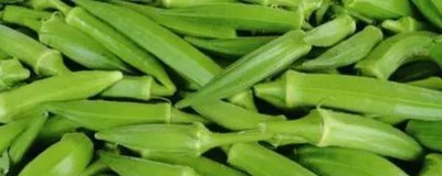 黄秋葵的品种介绍,常见以下7种优良品质