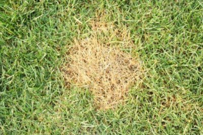 打了除草剂多久见效,见效时间取决于除草剂种类和天气等