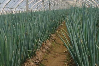 葱叶为什么会出现白斑,可能是葱蓟马、斑潜蝇、灰霉病等病虫害所导致