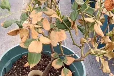 烧根如何补救,需适当增加灌水量与灌水次数