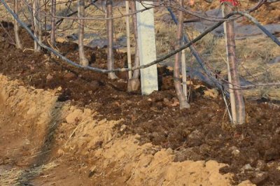 鸡屎能当肥料吗,营养成分丰富可以当肥料