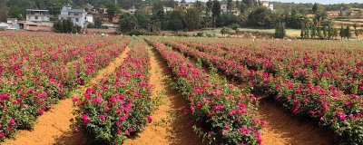 玫瑰的花期,在5-6月份