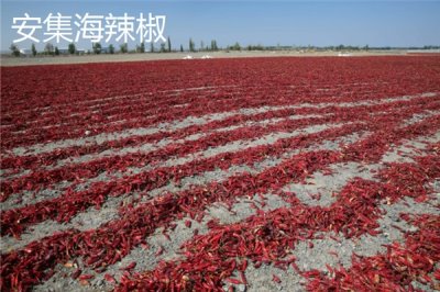 新疆塔城市的特产,乌苏柳花茶被视为茶中极品