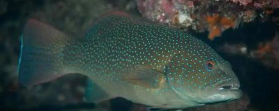 石斑鱼的产地在哪里,主要产地有浙江、广东、广西等