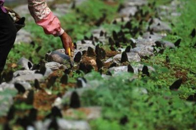 高效栽培羊肚菌的方法,早春保持适温可刺激子实体形成