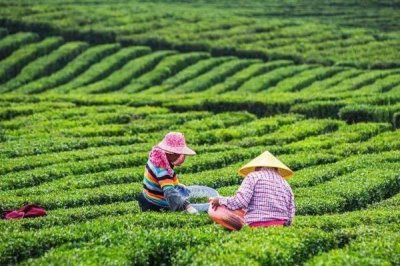 广东湛江的特产，吴川月饼在南宋时期便已开始制作