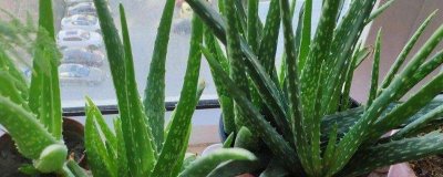 芦荟的种植管理方法,不要经常浇水