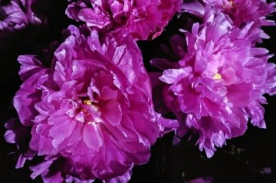 怎么养芍药花，要将其放在采光好的地方