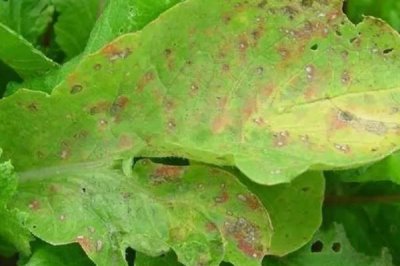 萝卜病毒病,由芜菁花叶病毒、黄瓜花叶病毒、萝卜耳突花叶病毒引起