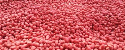 花生拌种技巧,药剂拌种较为理想