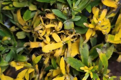 怎么解决除草剂药害,可将芸苔素、鲜牛奶和葡萄糖兑水喷雾