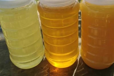 槐花蜜是白色的吗,结晶后多呈细腻的乳白色