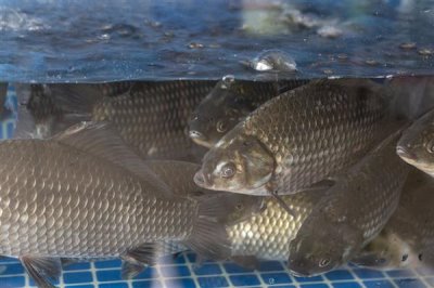 鲫鱼的食物,蚯蚓、螺肉、馒头、蛋黄等食物均可饲喂