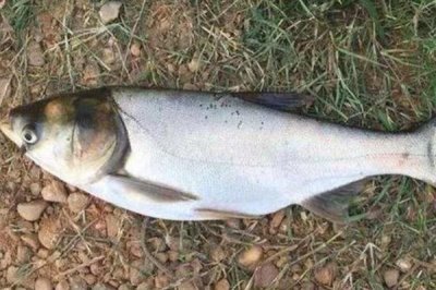 鲢鱼不开口的温度，低于5℃时会停止开口