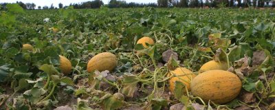 哈密瓜增产方法,整蔓摘心有助于促花保果、提高产量