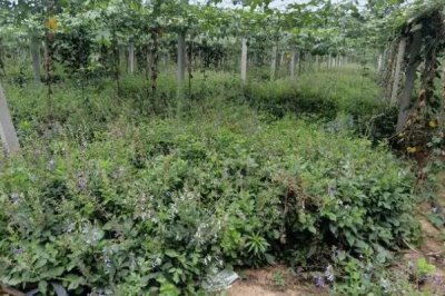 果园里能套种哪些药材,应根据树龄、树冠、无后期进行套栽