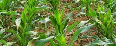 D309玉米种子特点,出苗至成熟127天