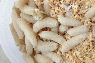 鲫鱼品种有哪些，包括高背鲫、彭泽鲫等种类