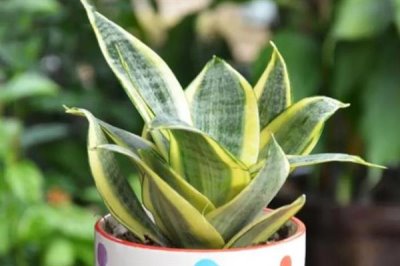 虎皮兰怎么养殖,冬季每隔10天浇一次水