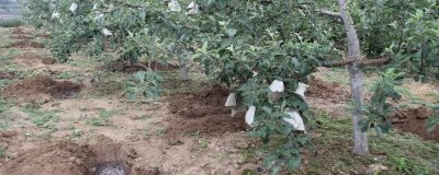 果树秋施基肥的时间，最佳时间是9月中下旬