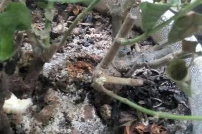 茉莉花烂根的原因及解决方法，可能是盆土不适或浇水不当所致