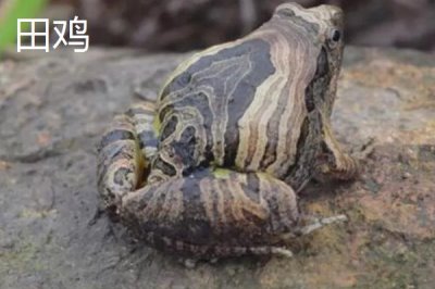 青蛙和田鸡的区别,都可以养殖